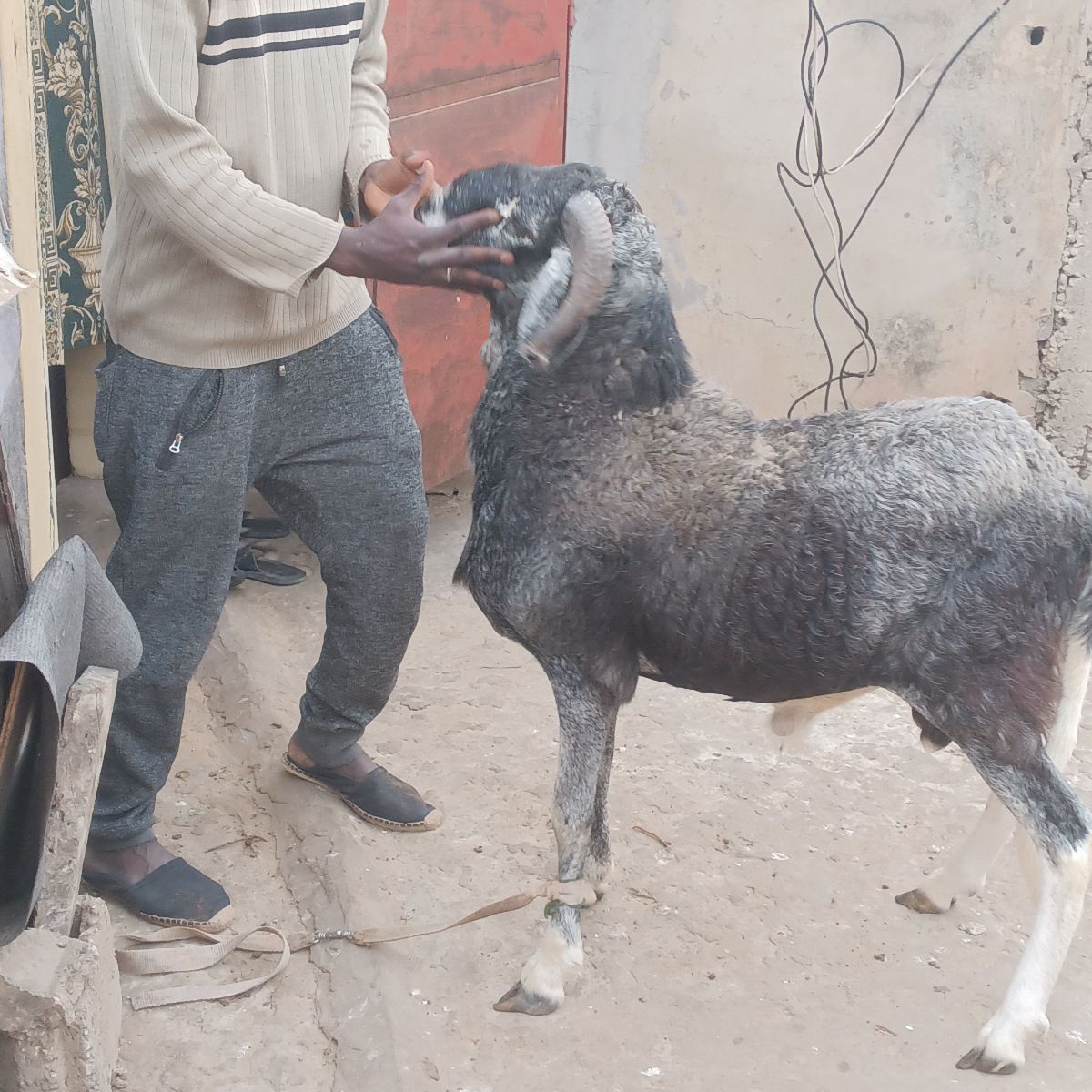 Mouton a vendre 2