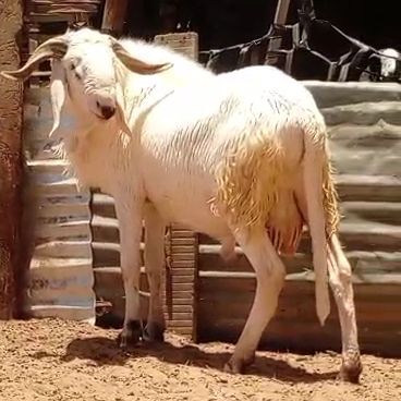 Mouton azawatt